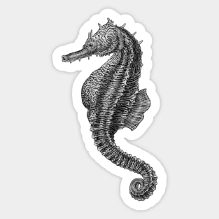Seahorse Sticker